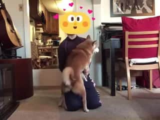 Complimentary explicit animal intimacy footage