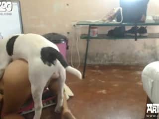 Carnal Canines: Extreme Acts Caught on Camera