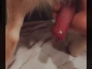 Young women playing with dog