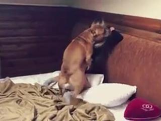 Pitbull fucking teenie