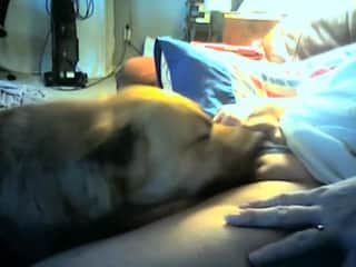 Dog licks a mature woman