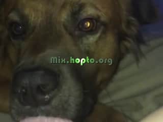 Lick: An Intense Moment of Bestiality