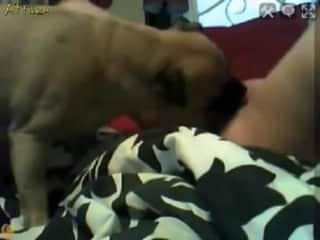Baby young pussy and dog in beastly video