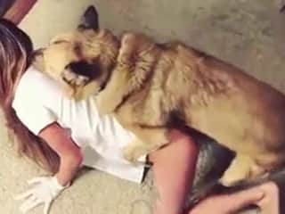 Good dog: A story of bestiality and passion