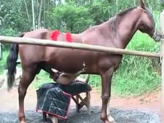 Equine genitalia employed for enjoyment in an intense anal scene here