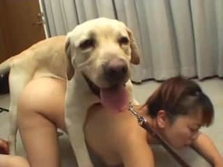 White Labrador offered furry Japanese cat with zoo-themed erotic enjoyment