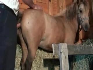 Zoo deviant inserts his penis into a horse’s rear end in the barn
