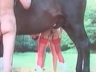 Zoophile prostitute in red stockings interacts with an erect horse's penis