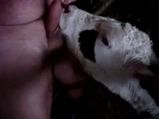 A chubby, hairy guy has his genitals licked by a rather playful cow