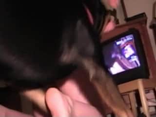 Comprehensive video documentation of this individual's intense doggy-style dog intercourse