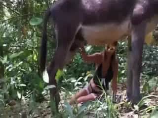 Huge animal dick being pleasured in the forest