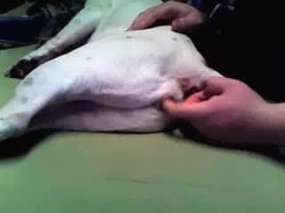 Mad guy fingers his dog