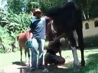 Attractive women enjoying the taste of horse dick