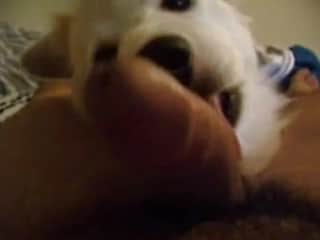 Dude's cock is being licked by dog
