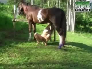 Brazilian blowing a big dick horse outside