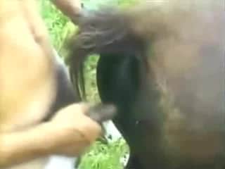 Brown mare's pussy handled by farmer