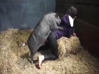 Chick gets pussy banged by boar in heat