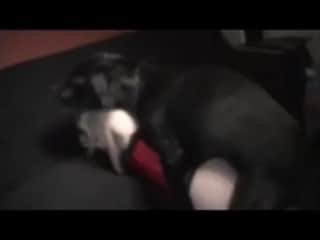 Extreme Dog Sex Compilation - Part 4