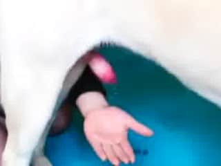 Woman and dog: a cute handjob