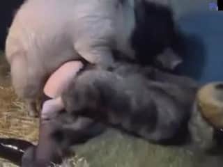 Yasmin and a horny boar