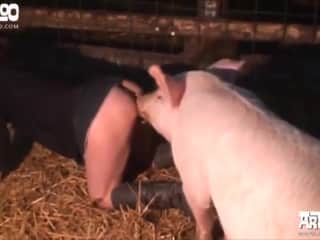 Kerstins Farm - A farm like no other