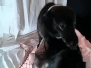Zoo enthusiast experiences intense pleasure during passionate encounters with her excited dog