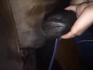 Incredible closeup zoophilic adult film featuring intense gaping in HD