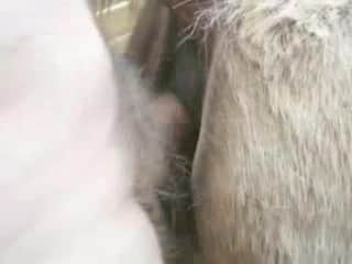 Intimate adult film featuring a man and his penis along with the aroused creature