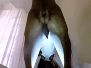 Alluring brown creature gets oral pleasure from a masked black zoophile