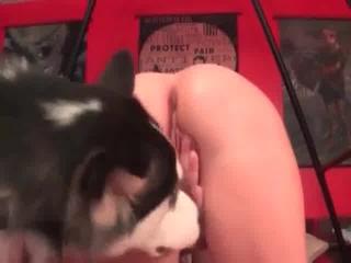 Dog is eager to have intimate relations with the wet, shaved genitalia of an older, nerdy woman