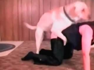 An eager MILF allows a large dog to pleasure her with his member in her desperate vagina