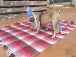 The initial experience for this eager wife feeling a genuine dog penis in her moist vagina