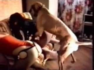 Women in alluring lingerie are having nighttime adventures with animals