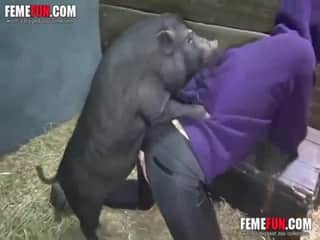 European woman explores farm zoo adult content involving a pig and enjoys the result