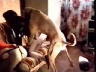 Massive hound is drilling a pervert's holes