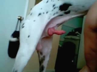 Huge hound loves being banged from behind