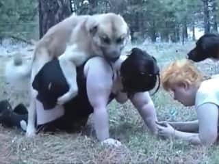 Plump Grandmas and Their Canine Duo