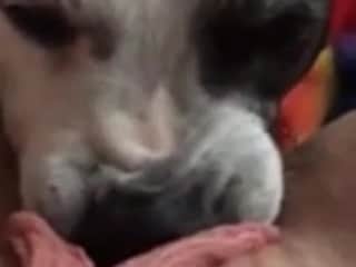 A Beastly Encounter: Woman and Dog