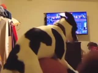 Unfaithful Woman Engages with Her Pet