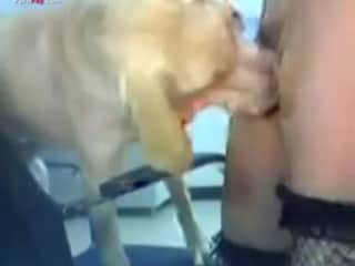 Her and the dog: A Wild Encounter