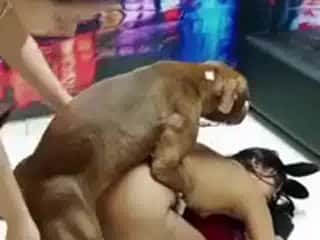 Top Animal Intimacy Film