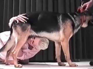 Blondie enjoying a german shepard