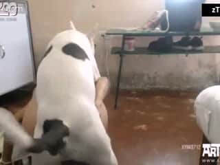 A Private Exchange with a Canine