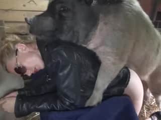 Wild experience with a huge pig