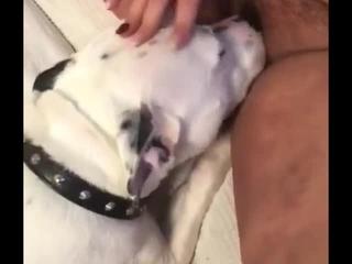 Mature female dog gets her pussy licked by a dog