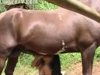Bestiality enthusiasts cling to this slut and her dog, a video that will make them go!