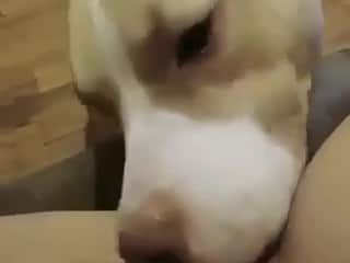 Licking with a dog, an intense experience