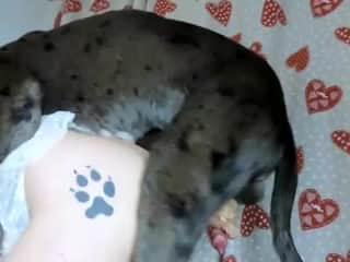 K9 Lady Dessert for Maya: An Exciting Encounter with a Dog