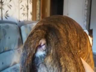 Compilation of the hottest moments of zoophilia