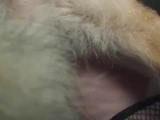 Woman+Canid: A Forbidden Encounter